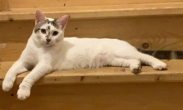 chat lost   07100 Annonay Ninou