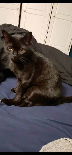 chat lost   07200 Saint-Étienne-de-Fontbellon Noiro