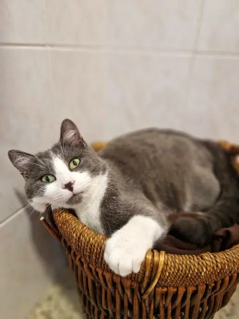 chat lost   07300 Plats Osiris