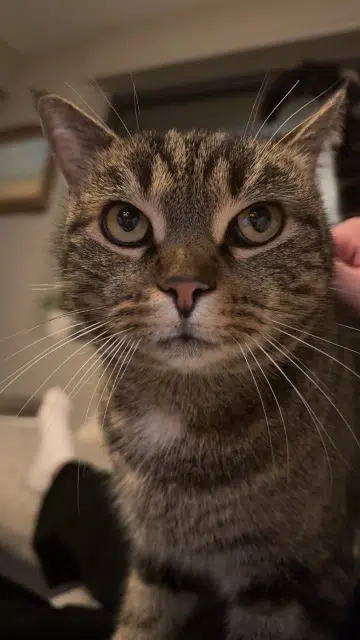 chat lost   07200 Aubenas Pepere