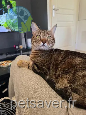 gatto perso Avenue Paul Langevin 07400 Le Teil Pito gatto lost Avenue Paul Langevin 07400 Le Teil Pito