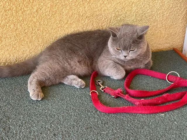 chat lost   07430 Davézieux Safran