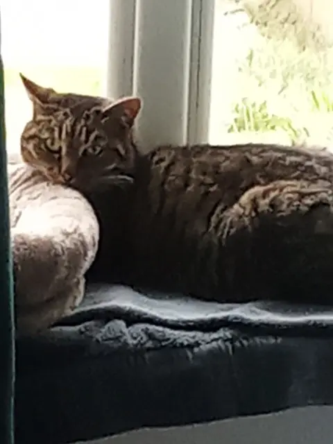 chat lost   07200 Ucel Samba