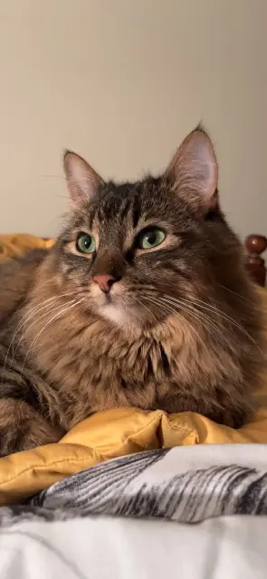 chat lost   07400 Meysse Simba