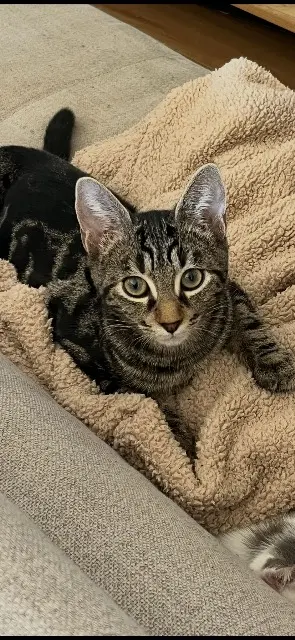 chat lost   07200 Ucel Thor