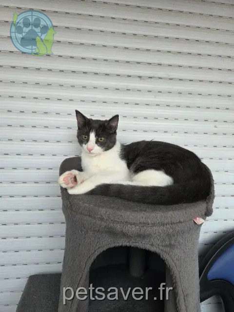 cat lost 07300 Tournon-sur-Rhône Totoro cat lost 07300 Tournon-sur-Rhône Totoro