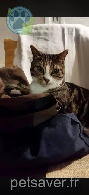 kater vermist 07460 Banne Willy kater lost 07460 Banne Willy