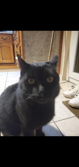 chat lost   08160 Nouvion-sur-Meuse Blaki