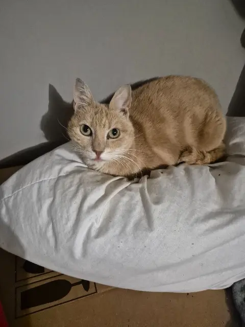chat lost   08200 Sedan Booba