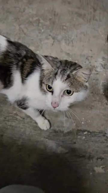 chat lost   08600 Givet Cabrel