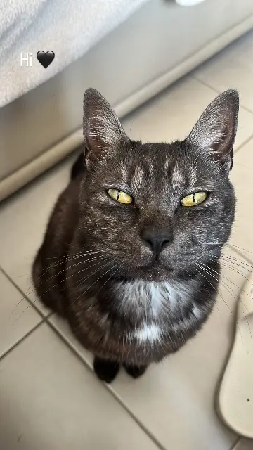 chat lost   08320 Vireux-Wallerand Calou