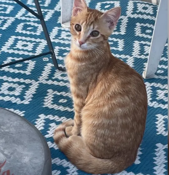 chat lost   08200 Sedan Leyley