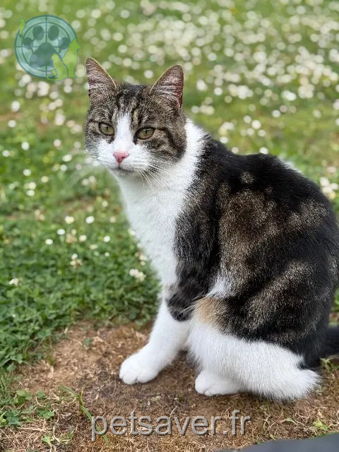 gatto perso 08200 Balan Lucky gatto lost 08200 Balan Lucky