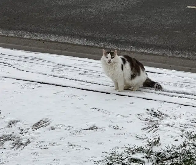 chat lost   08110 Escombres-et-le-Chesnois Minuss