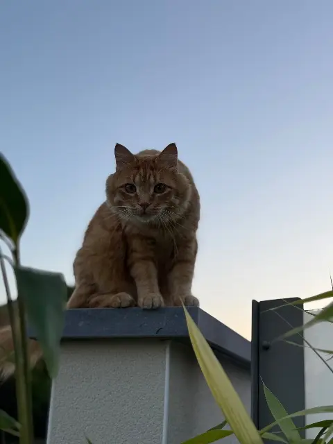 chat lost   08000 Les Ayvelles Moumousse