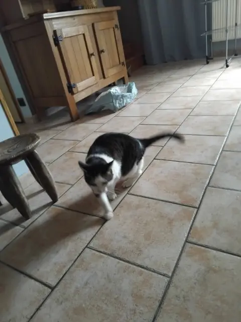 chat lost   08320 Vireux-Wallerand Nelson Zebulon