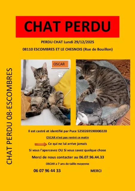 chat lost   08110 Escombres-et-le-Chesnois Oscar