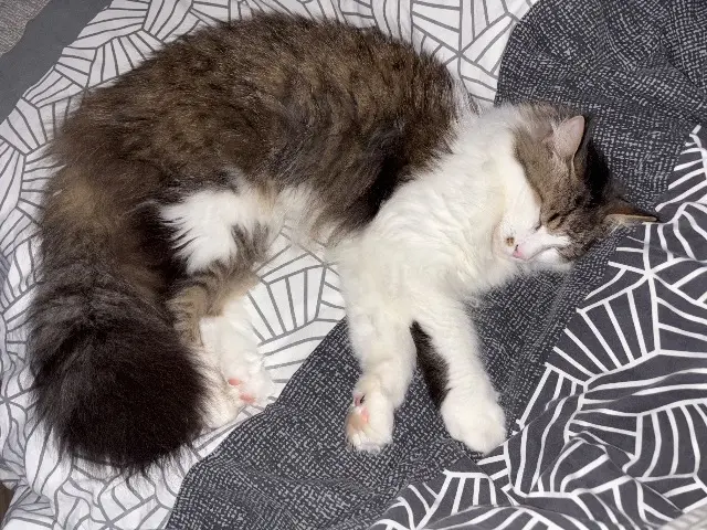 chat lost   08000 Charleville-Mézières Plumeau