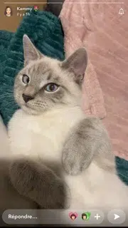 chat lost   08000 Charleville-Mézières Robin