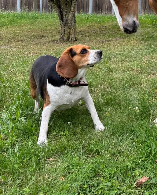 chat lost   08400 Semide Ruinart