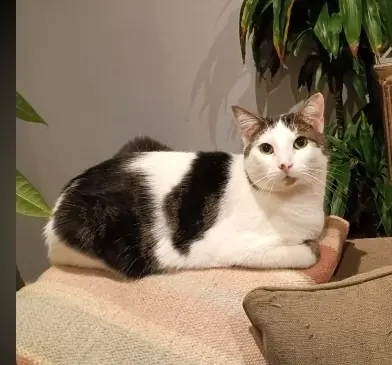 chat lost   08290 Marlemont Shadow