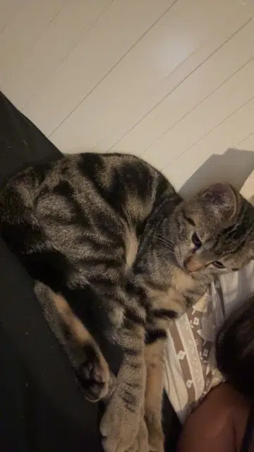 chat lost   08400 Vouziers Smoky