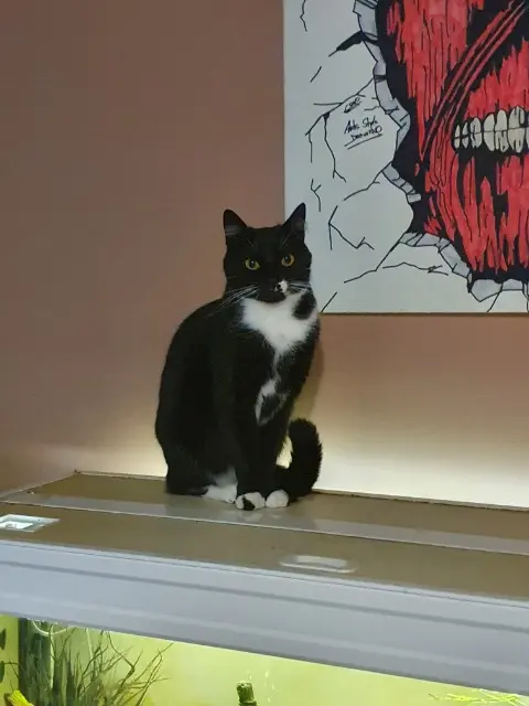 Kater vermisst 08200 Sedan Stitch Kater lost 08200 Sedan Stitch