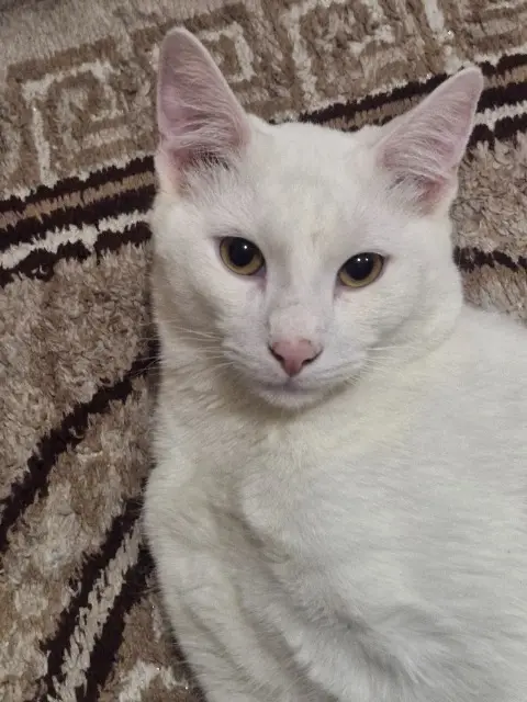 chat lost   08000 Charleville-Mézières Tomi