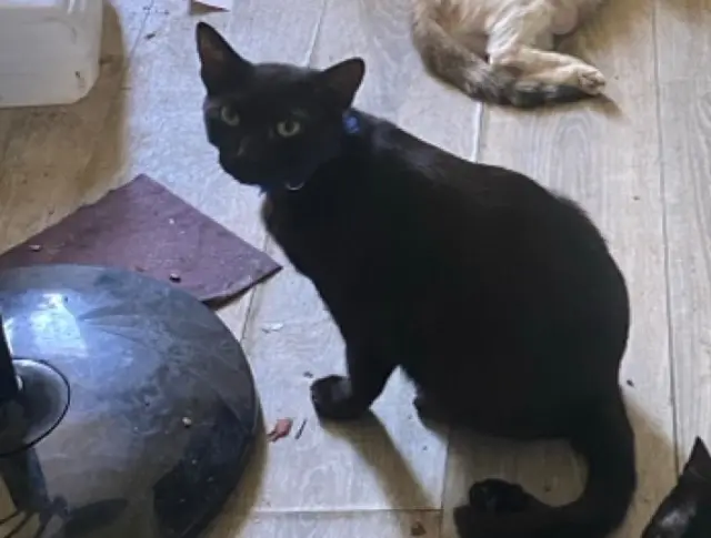 chat lost   09100 Pamiers Boom