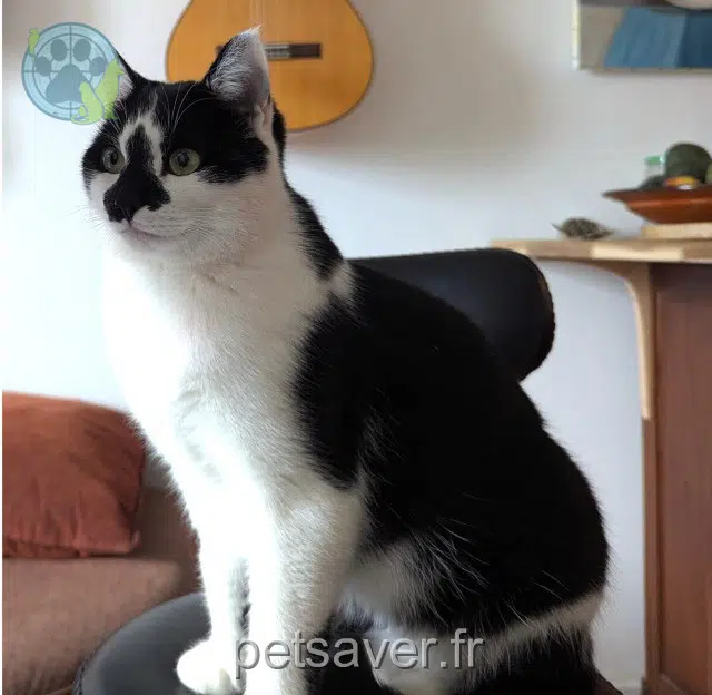 gato lost   09130 Le Fossat Chatonski