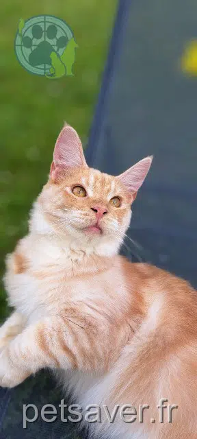 chat lost   09000 Foix Coony