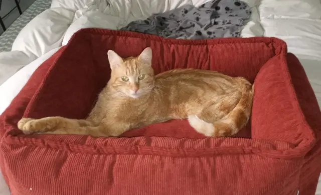 chat lost   09120 Varilhes Doddy