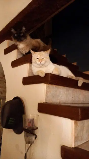 chat lost   09300 Fougax-et-Barrineuf Chambala