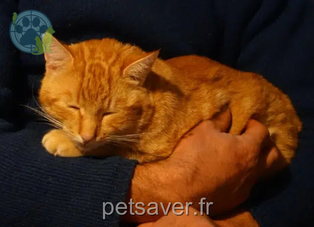 gato perdido 09000 Brassac Graou gato lost 09000 Brassac Graou