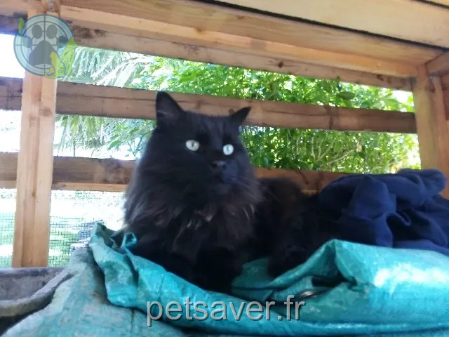 gato perdido 09130 Le Fossat Jacob gato lost 09130 Le Fossat Jacob