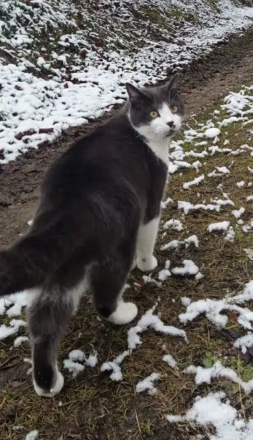 chat lost   09140 Sentenac-d'Oust Lapiaz