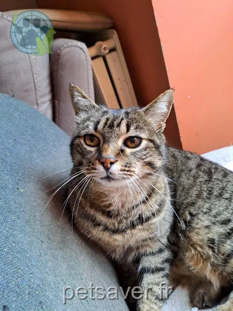 gato lost   09120 Varilhes Léo