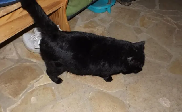 chat lost     NOIRO