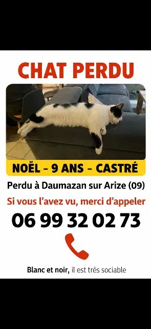 chat perdu 09350 Daumazan-sur-Arize Noël chat lost 09350 Daumazan-sur-Arize Noël