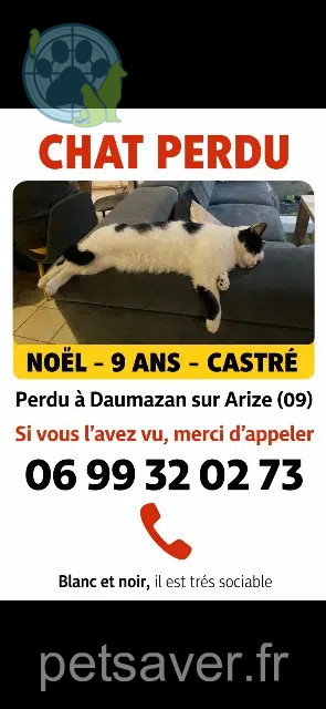 gatto perso 09350 Daumazan-sur-Arize Noël gatto lost 09350 Daumazan-sur-Arize Noël
