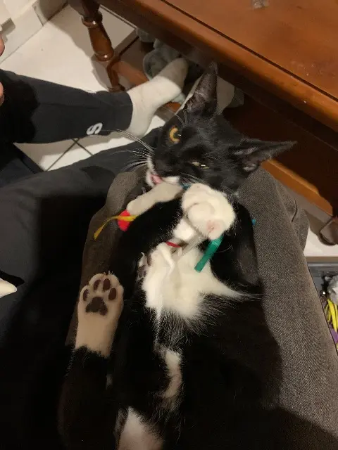 chat lost   09340 Verniolle Oreo