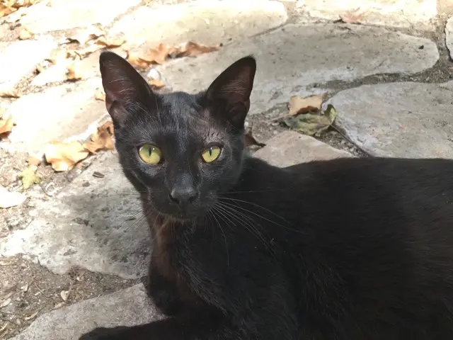 chat lost   09000 Prayols Pirate