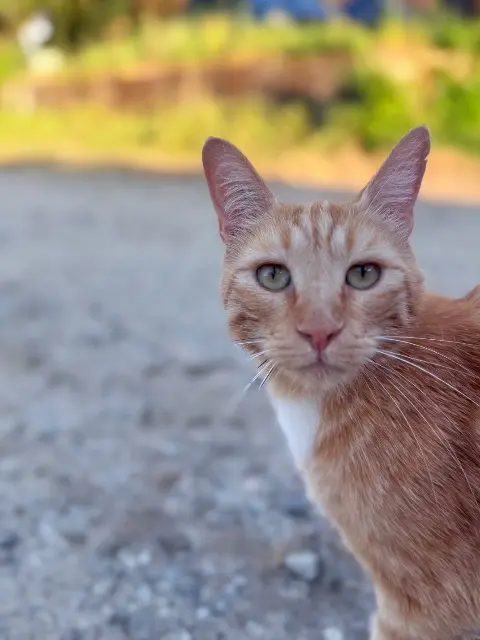 chat lost   09100 Saint-Martin-d'Oydes Saroo