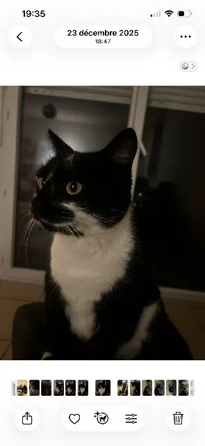 chat lost   09100 Pamiers Simba