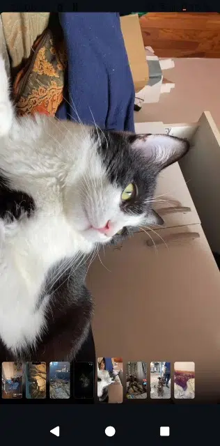 chat lost   09400 Tarascon-sur-Ariège Skaylie