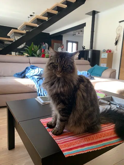 chat lost   09250 Luzenac Twix