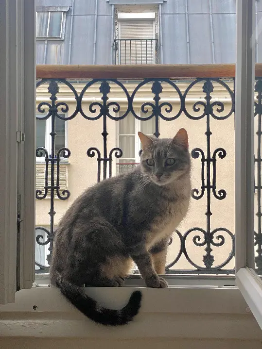 Chat Perdu 10 Aube Chat Perdu 10 Aube