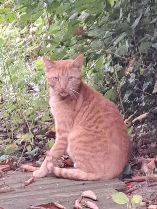 Chat Perdu 10 Aube Chat Perdu 10 Aube