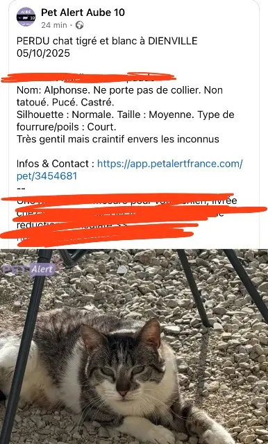 chat lost   10500 Dienville Alphonse