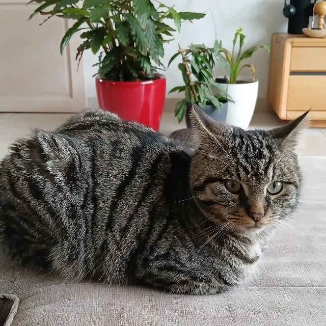 chat lost   10430 Rosières-près-Troyes Arlow